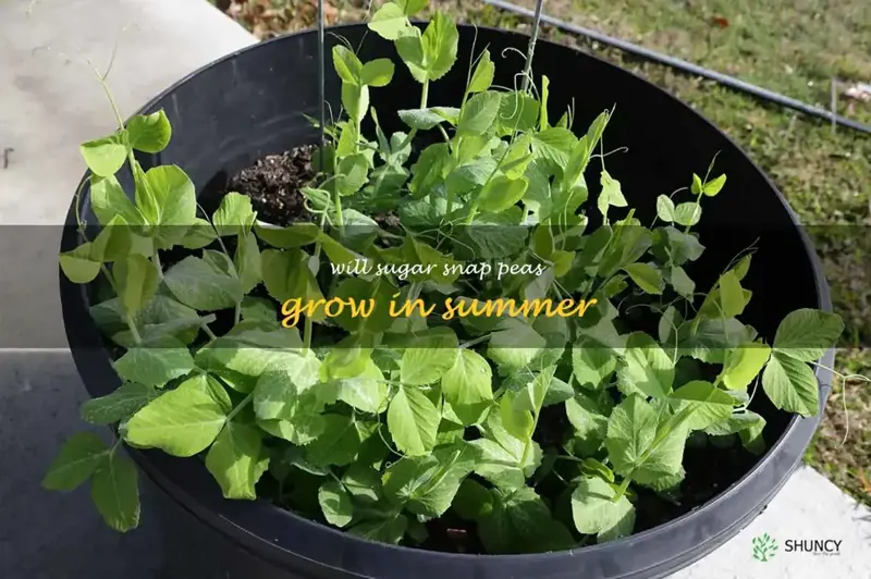 Summer Sugar Snap Pea Success: Ideal Temps, Soil & Support