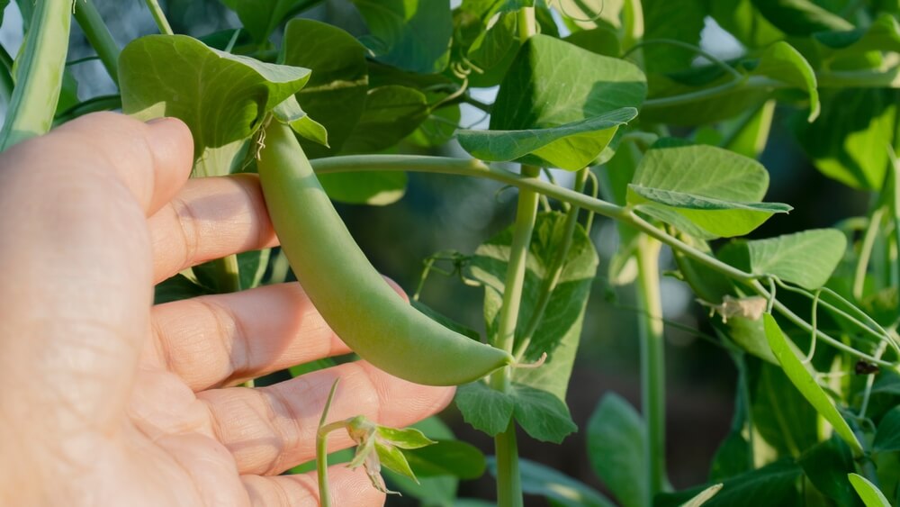 Why Grow Sugar Snap Peas This Summer? Freshness & Versatility